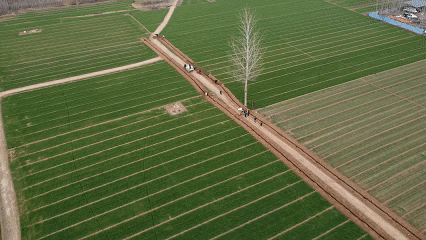 Super Proyecto: Transformando 'Campos de grano ' en 'buenos campos ', la era contribuye al desarrollo de alta calidad de la agricultura en el condado de Weixian.